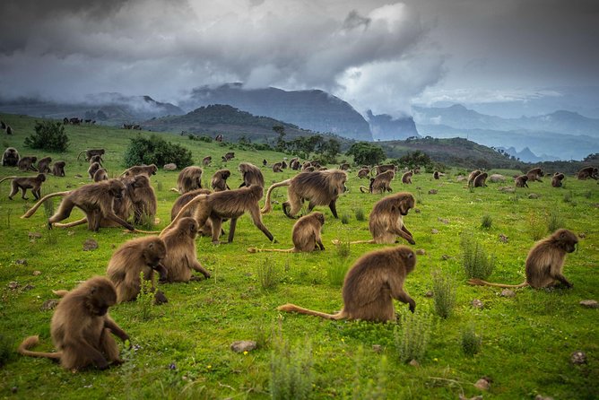 Bale Mountains Wildlife Safari tour in Ethiopia
