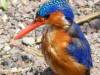 Bird Watching Special - Image 1